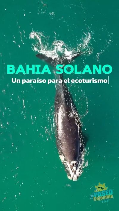 BAHÍA SOLANO 🏝️, Un paraíso para el Ecoturismo 🌊🗺️.
D’Paseo por Colombia.
.
.
.
.
.
.
.
.
seguimosdepaseoporcolombia bahia bahíasolano tours tourscolombia playas playasvirgenes ecoturismo ecoturismocolombia isla agenciaturistica turismo turismocolombia viajes viajesplaya toursplayeros